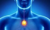   عملکردهای حیاتی غده ی تیموس