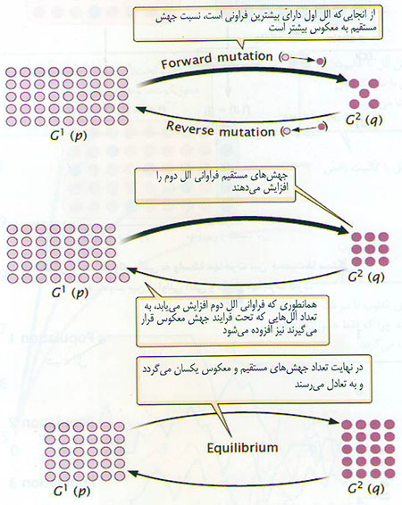  تکامل از دیدگاه ژنتیک