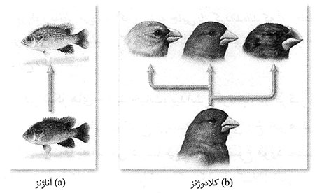 چگونگی پیدایش گونه‌ها