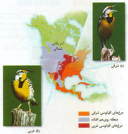 چگونگی پیدایش گونه‌ها