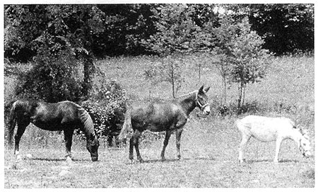 چگونگی پیدایش گونه‌ها