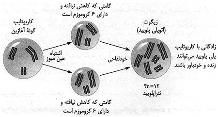 چگونگی پیدایش گونه‌ها