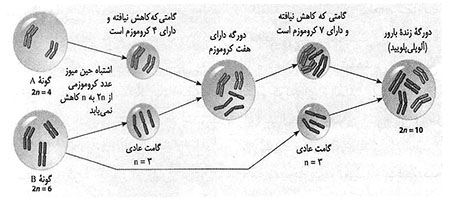 چگونگی پیدایش گونه‌ها