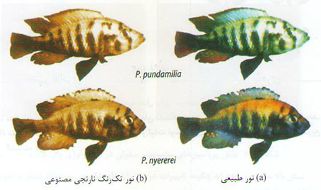 چگونگی پیدایش گونه‌ها