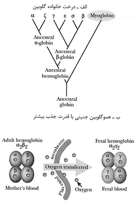 خانواده‌ی ژنی