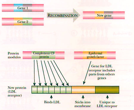 خانواده‌ی ژنی