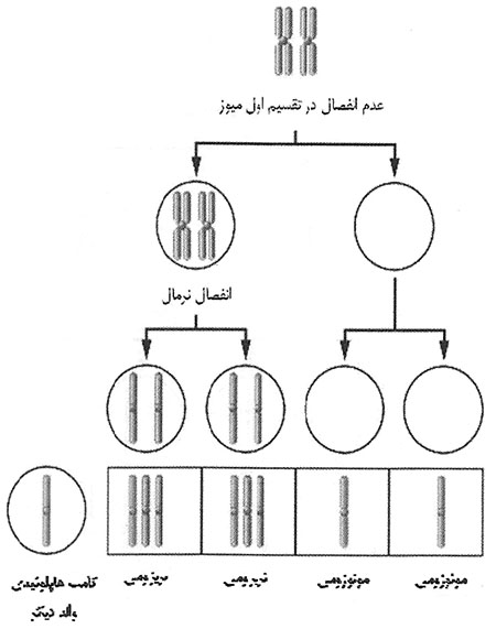 خانواده‌ی ژنی