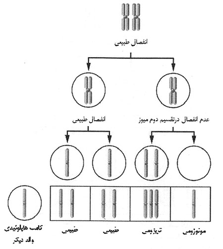 خانواده‌ی ژنی