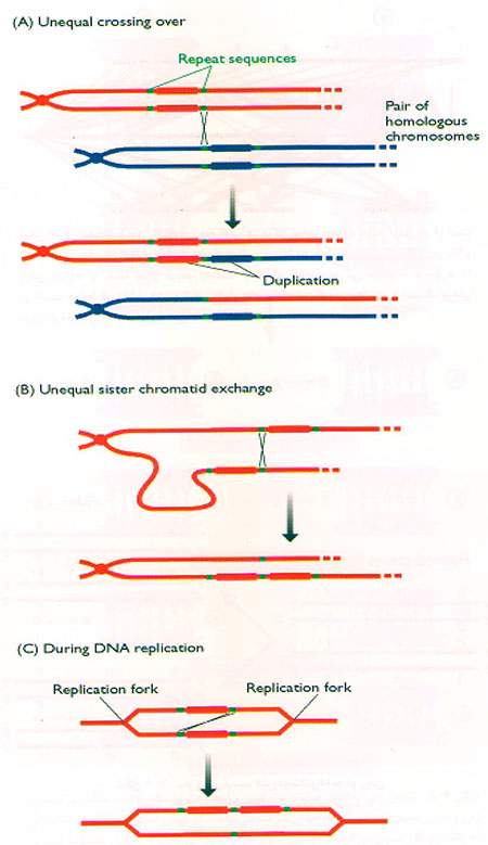 خانواده‌ی ژنی