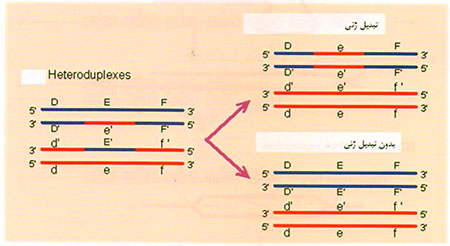 خانواده‌ی ژنی