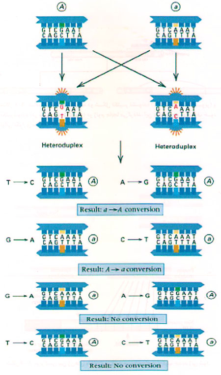 خانواده‌ی ژنی