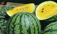 اطلاعاتی در رابطه با هندوانه ی زرد