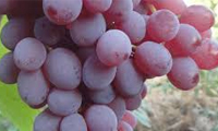 انگور موسکادین 