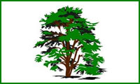 شیره‌ی درخت توس