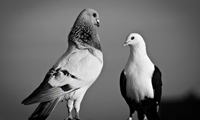 فداکار