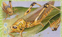  یک بار جستی ملخک 