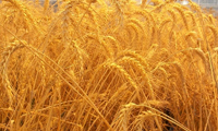 تمری