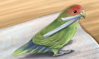 طوطی