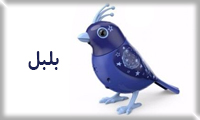  بلبل