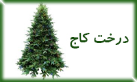  درخت کاج 