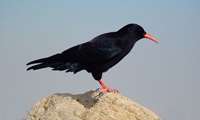  از آن‌جا رانده، از اين‌جا مانده 