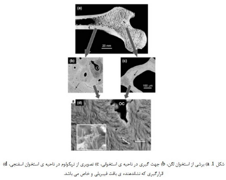   علم نانو در طبیعت (2)