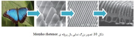   علم نانو در طبیعت (2)