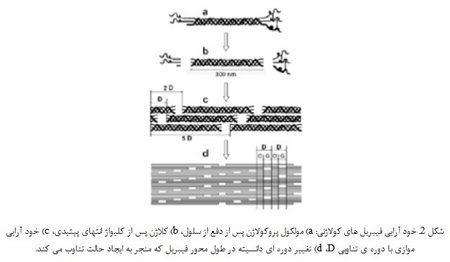   علم نانو در طبیعت (2)