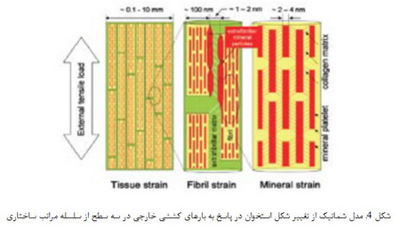   علم نانو در طبیعت (2)
