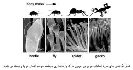  نانوتکنولوژی: اصول و کاربردها (2)
